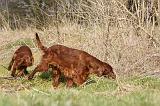 SETTER IRLANDAIS 273